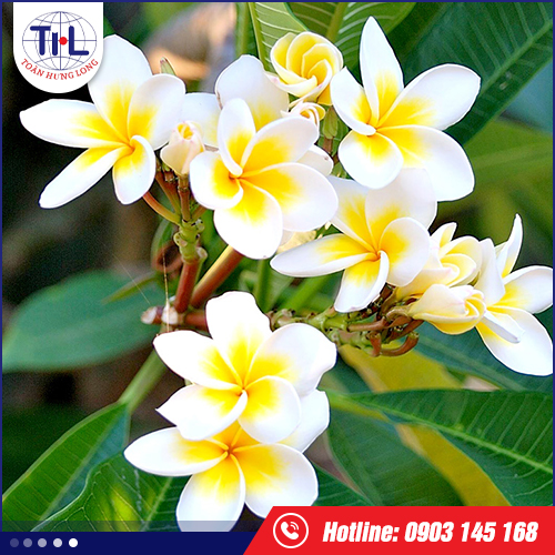 Hương Hoa Sứ
